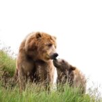 Libearty Bear Sanctuary and Dracula's Castle - Day Tour from Bucharest - Journey Through the Carpathian Mountains to Bran Castle