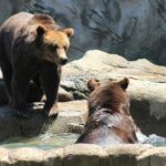 LiBEARty Brown Bear Sanctuary and the most important castles from Romania - Key Points