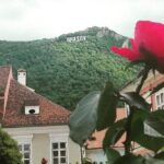 LiBEARty - the Brown Bear Sanctuary from Zarnesti - Visiting Bran Castle, Dracula’s Legendary Home