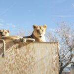 Lion Habitat Ranch Admission Ticket in Las Vegas - What You Can Expect at the Animal Encounters