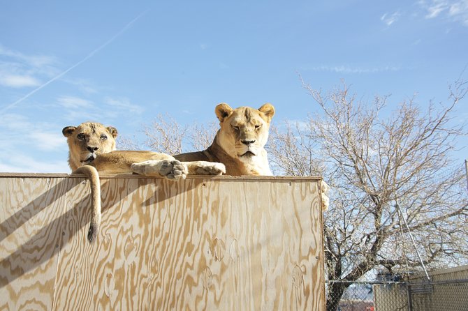 Lion Habitat Ranch Admission Ticket in Las Vegas - What You Can Expect at the Animal Encounters