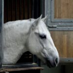 Lipica Stud Farm & Skocjan Caves - Small Group Tour from Koper - Practical Details on Transportation and Group Size