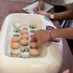 Lisbon: Egg Quality Workshop - Myths and Truths - The Lisbon Location for Egg Knowledge