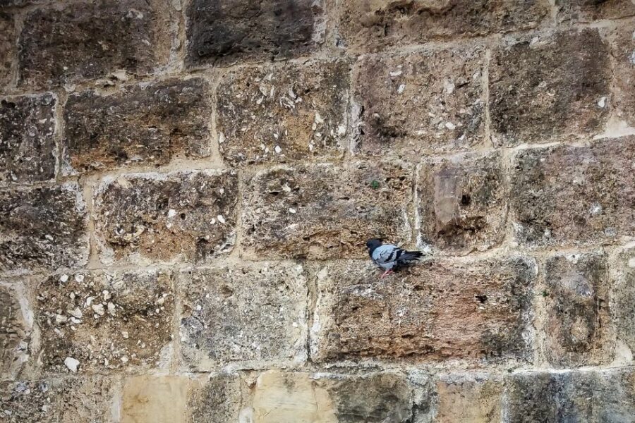 Lisbon: Old Town Private Walking Tour - Starting Point at D. Maria II Theater