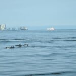 Lisbon: Scenic Day & Sunset Boat Tour with a Drink - Start at Doca de Alcantara: The Perfect Launchpad for Lisbon Exploration