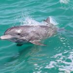 Little Toot Dolphin Adventure at Clearwater Beach - The Unique Design of the Little Toot Boat