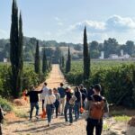 Live an Experience Among Orange Trees in Huerto Ribera - Learning About Citrus Varieties and Farming Techniques