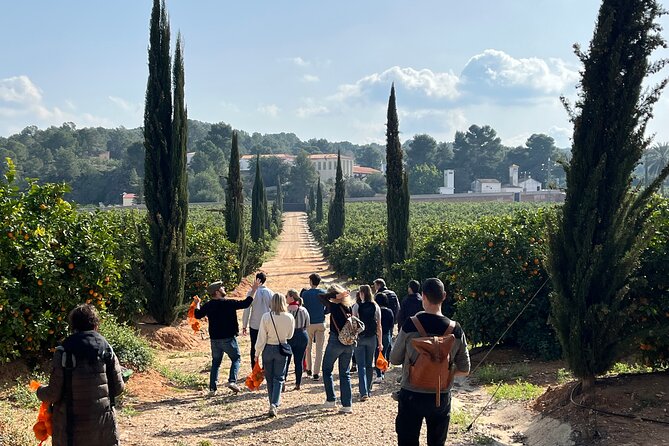 Live an Experience Among Orange Trees in Huerto Ribera - Learning About Citrus Varieties and Farming Techniques