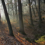 Ljubljana: Green tour and forrest personal experience - Starting Point at Moderna Galerija