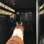 Llama Encounter - What Makes This Llama Encounter Unique