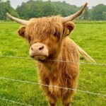 Loch Ness, Culloden, Clava and whisky/gin tour from Inverness. - Exploring Loch Ness and Drumnadrochit