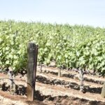 Lodi wine tasting tours Customized private 1 to 14 passenger - What’s Included in Your Wine Tasting Day