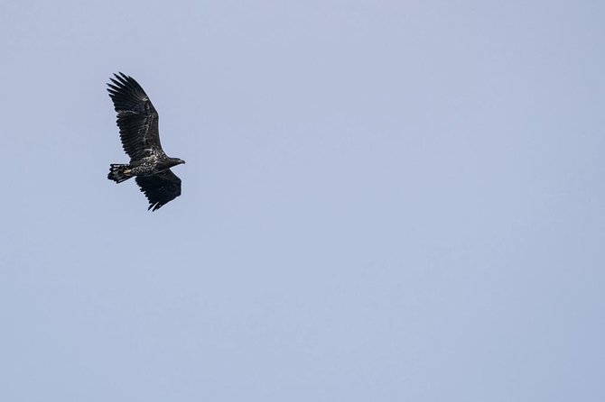 Lofoten Island: Silent Trollfjord Cruise from Svolvær - Departing from Svolvær at Torget 22