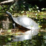Lofton Creek Kayaking Trip with Professional Guide - Lofton Creek: The Perfect Spot for Calm Water and Wildlife Viewing