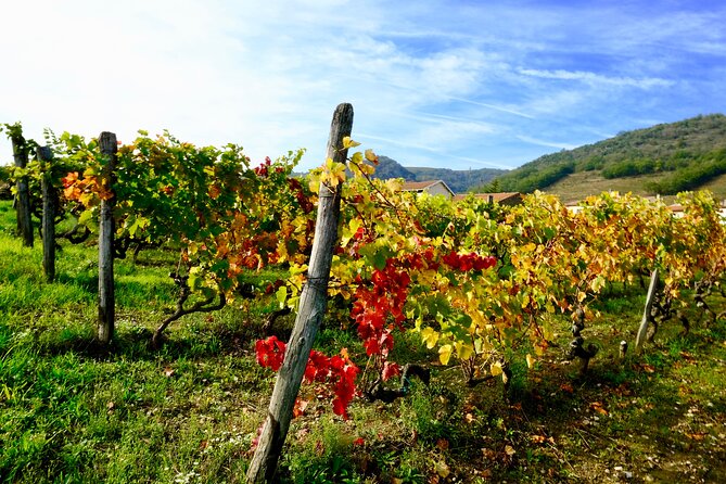 Loire Valley Wine Half Day Tour in Vouvray - Visit 2 Carefully Selected Wineries in Vouvray