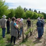 Loire Valley Wines Private Day Tour with Tastings from Tours or Amboise - Exploring Chinon: Medieval Streets and Wineries