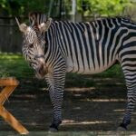 Long Island Farm & Wildplay Jones Beach Tour | Kids 50% Off - Long Islands Wildlife Encounters at the Game Farm & Childrens Zoo