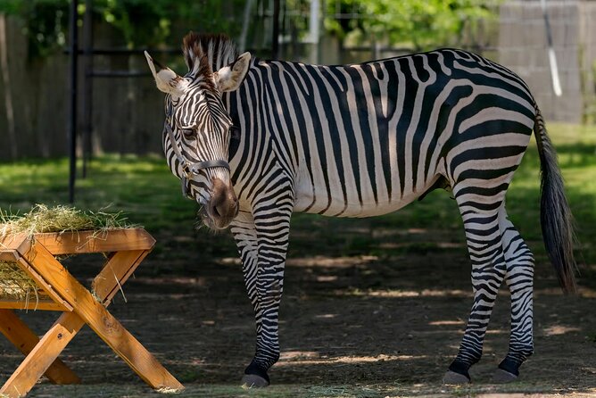 Long Island Farm & Wildplay Jones Beach Tour | Kids 50% Off - Long Islands Wildlife Encounters at the Game Farm & Childrens Zoo