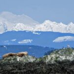 Lopez Island: Whale & Orca Boat Tour - Starting Point at Lopez Island