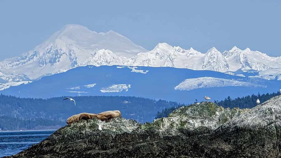 Lopez Island: Whale & Orca Boat Tour - Starting Point at Lopez Island