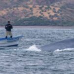 Loreto: Whale Watching Cruise with Transfers and Lunch - From Loreto Hotel to Marina: Easy and Relaxing Transfers