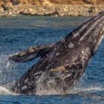 Los Angeles Harbor Breeze Cruise & Battleship USS Iowa Entry - Exploring the Harbor Cruise from San Pedro