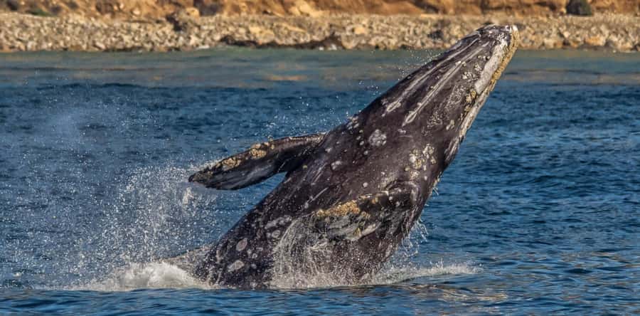 Los Angeles Harbor Breeze Cruise & Battleship USS Iowa Entry - Exploring the Harbor Cruise from San Pedro