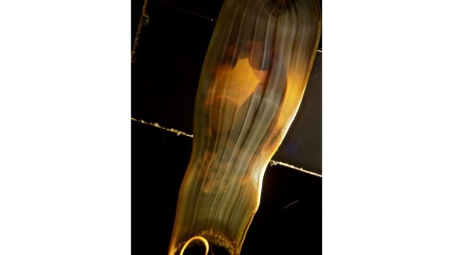 Los Angeles: Heal The Bay Aquarium in Santa Monica - Location and Access at Santa Monicas Iconic Coastline