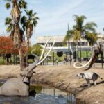 Los Angeles: La Brea Tar Pits Museum Ticket - The Location and How to Get There