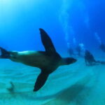 Los Cabos 3-Hour Certified Scuba Diving Tour - What Marine Life Can Be Encountered During the Tours?