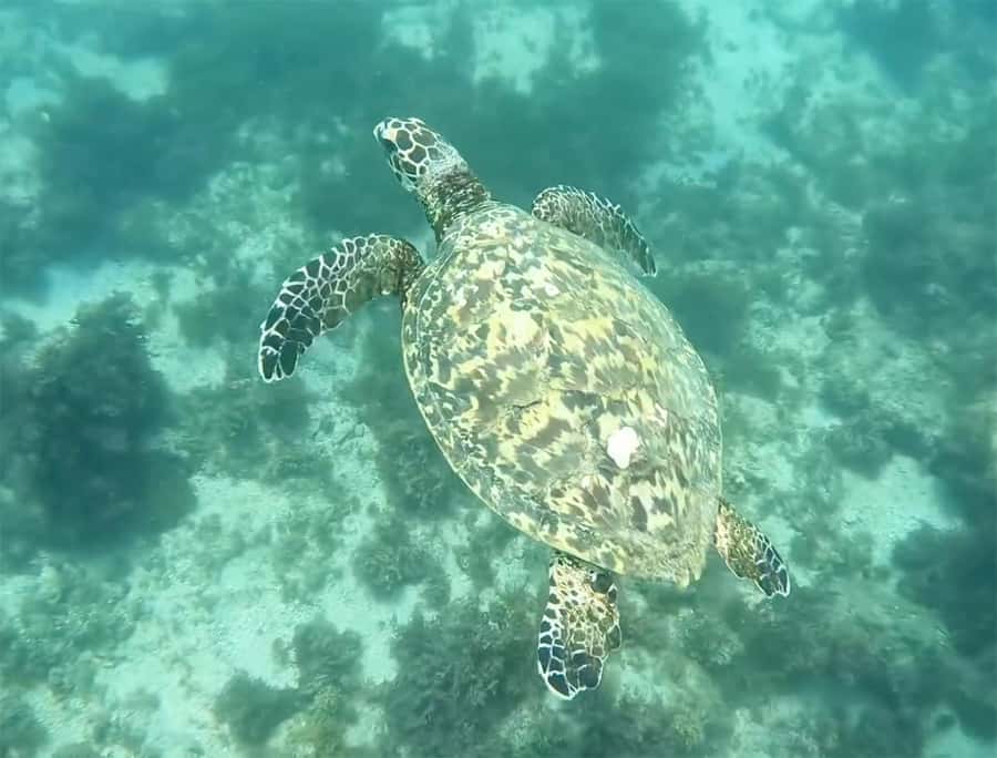 Los Cabos: Guided Snorkeling Tour with Transportation - Convenient Pickup and Drop-off from Major Locations