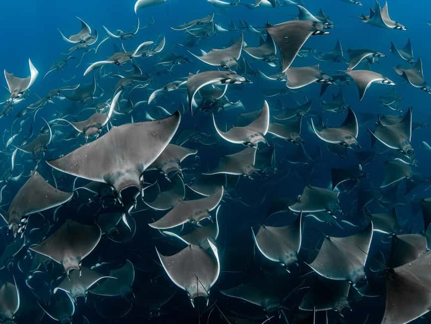 Los Cabos: Ocean Safari Snorkeling and Freediving Tour - Starting Point and Meeting Logistics in Los Cabos