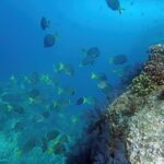 Los Cabos Snorkeling Tour by Speed Boat with Photos Included - The Speed Boat Experience and Marine Ecosystem