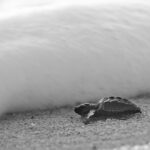 Los Cabos turtle release conservation program - Highlights of the Cabo Turtle Release Conservation Program