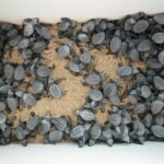 Los Cabos Turtle Release Eco-Experience - Visiting San Jose del Cabo Beaches: The Main Setting