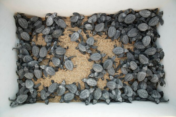 Los Cabos Turtle Release Eco-Experience - Visiting San Jose del Cabo Beaches: The Main Setting