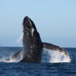 Los Cabos: Whale Watching and Safari - The Vessel and Equipment for a Comfortable Observation