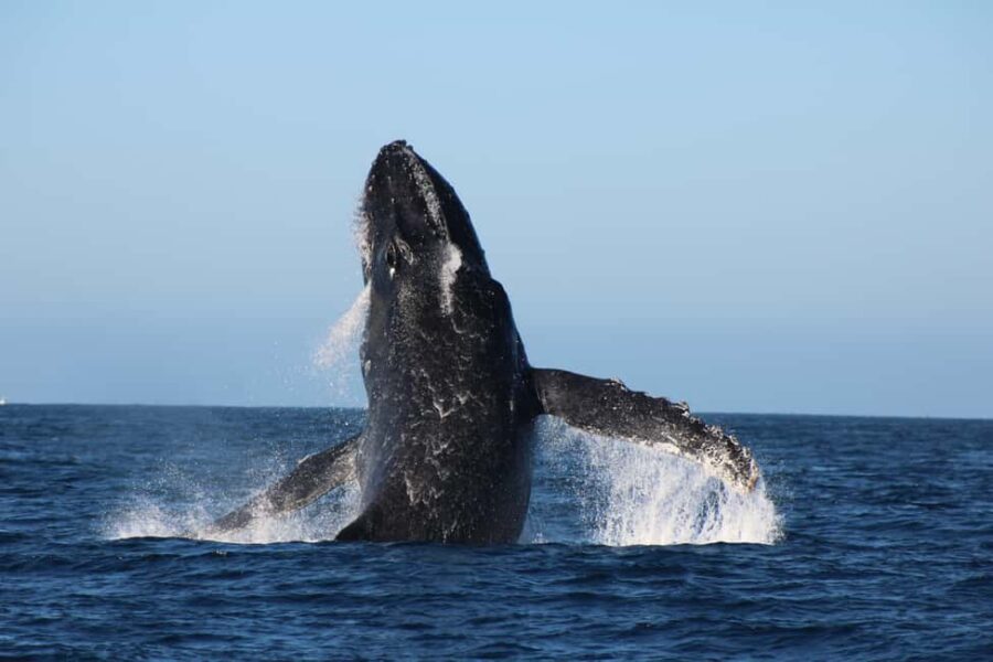 Los Cabos: Whale Watching and Safari - The Vessel and Equipment for a Comfortable Observation