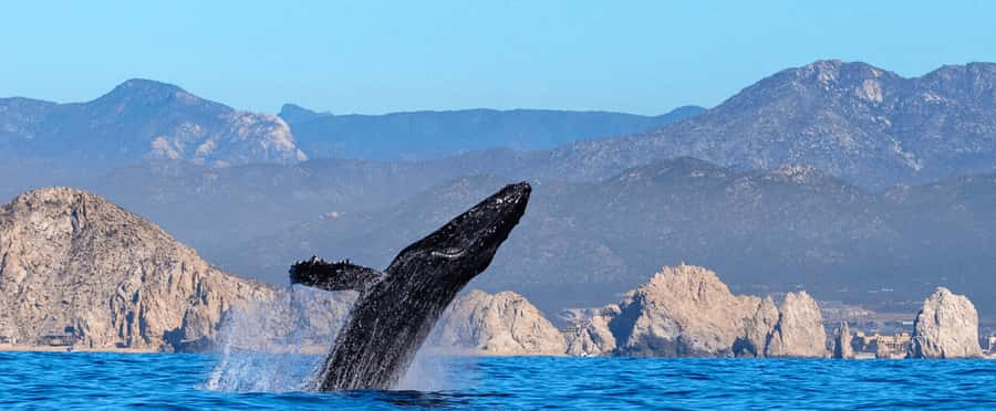 Los Cabos: Whale Watching by Glass Bottom Boat - Starting Point at I Love Los Cabos Tours