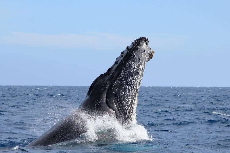Los Cabos: Whale Watching (Transport and Pictures Included) - Starting Point at Cabo San Lucas Marina