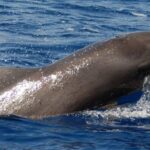 Los Cristianos: Eco-Yacht Whale Watching Cruise with Swim - Convenient Departure from Los Cristianos Port