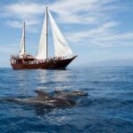 Los Cristianos: Respectful Whale-Watching Pirate Boat & Swim - Authentic and Respectful Marine Encounters in Tenerife