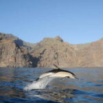 Los Gigantes: Dolphin & Whale Watching Tour on a Pirate Boat - What Makes the Pirate-Themed Boat Unique