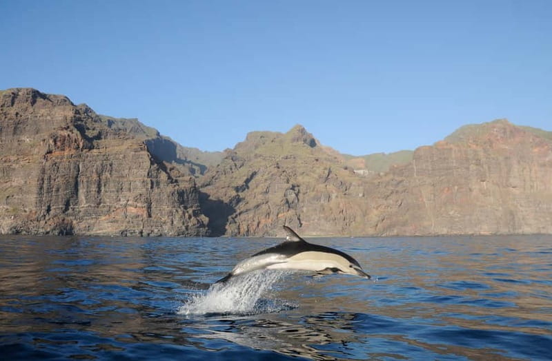 Los Gigantes: Dolphin & Whale Watching Tour on a Pirate Boat - What Makes the Pirate-Themed Boat Unique