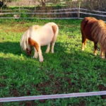 Loulé: Guided Horse Riding in the Hills of salir - Starting at Monte Da Ribeira in Salir