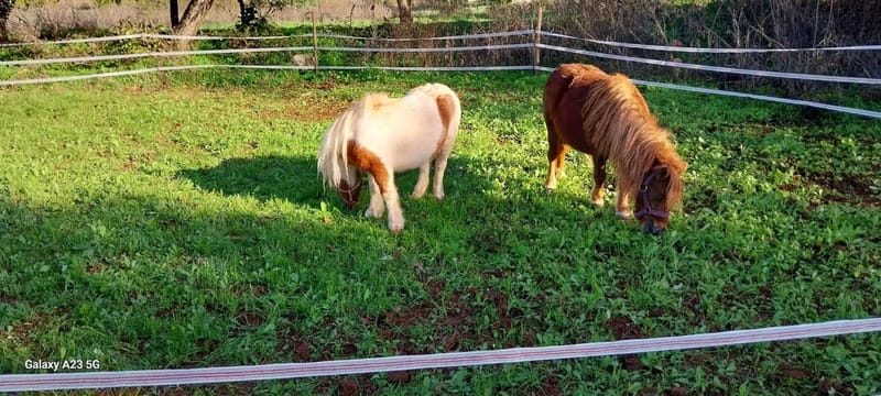 Loulé: Guided Horse Riding in the Hills of salir - Starting at Monte Da Ribeira in Salir