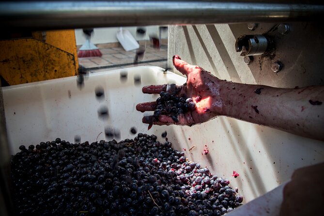 Lucca - Wine tasting at Tenuta Mareli - Wine Tasting Under the Pergola with Local Food Pairings
