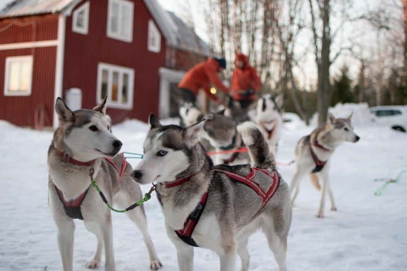 Luleå: Drive your own Husky team, 10km - The Route: Forests and Fields on Snowmobile Trails