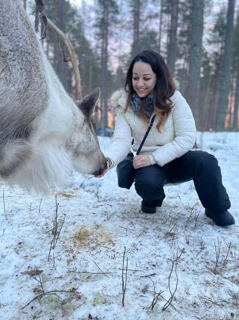 Luleå: Encounter with Reindeer Experience - What Makes the Reindeer Encounter Special