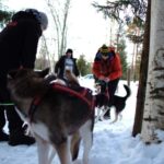 Luleå: Guided Dog Sledding Tour - Starting Point and Meeting Details in Ale